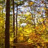 Herbstwald mit sonnenbeschienenem Wanderweg von Martijn Tilroe