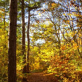 Autumn forest with sunlit footpath by Martijn Tilroe