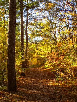 Autumn forest with sunlit footpath
