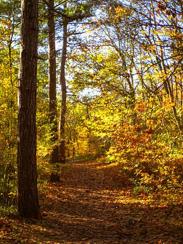 Herbstwald mit sonnenbeschienenem Wanderweg von Martijn Tilroe
