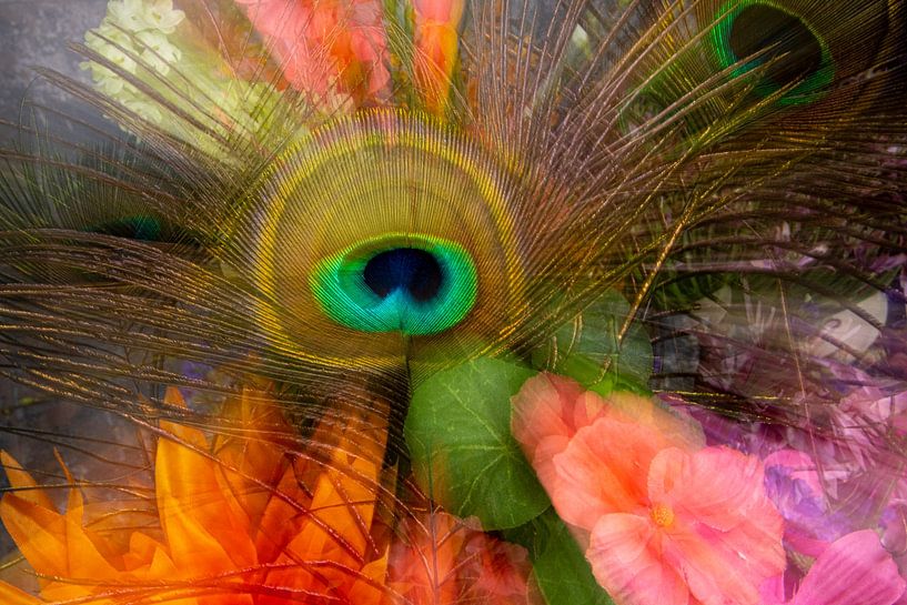 Creative peacock feather by SO fotografie