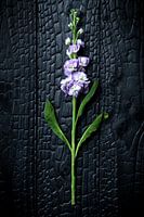 Flower 002