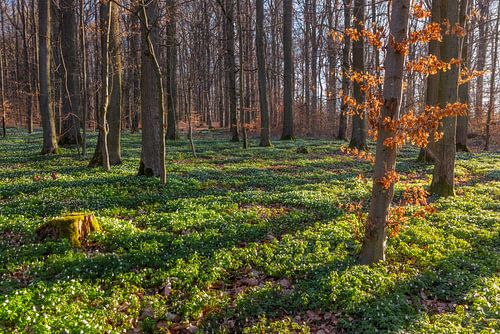 Morning sun in the spring forest by Daniela Beyer