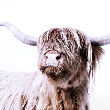 Majestueuze Hooglander van Monika Strigel