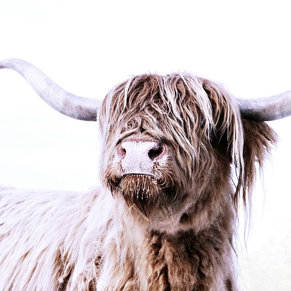 Majestic Highlander par Monika Strigel