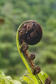 Burgeoning Fern by www.narro-imago.nl
