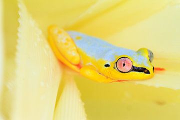 Heterixalus madagascariensis by Dennis van de Water