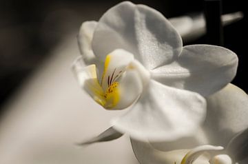Orchidee macro van Robby Stifter