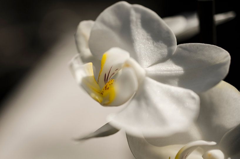 Orchidee macro van Robby Stifter