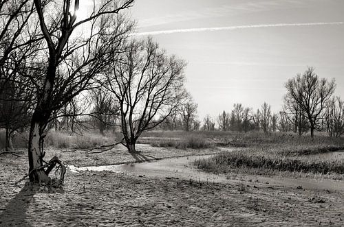 Oostvaardersplassen in de winter.