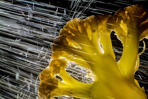 Bloemkool met waterdruppels tegen een zwarte achtergrond