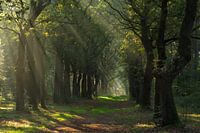 The sun shines it's light on the dark forest path