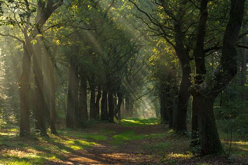 The sun shines it's light on the dark forest path