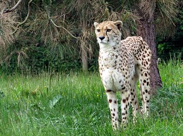 Cheetah van richard de bruyn