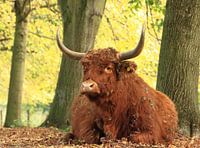 schotse hooglander