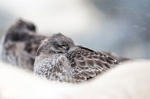 Close-up paarse strandloper van Danny Slijfer Natuurfotografie