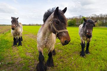 Paarden in het weiland