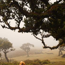 Mysteriöser Fanalwald mit Nebel und Kühen von Chris Snoek