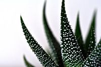 Aloe Aristata