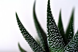 Aloe aristata