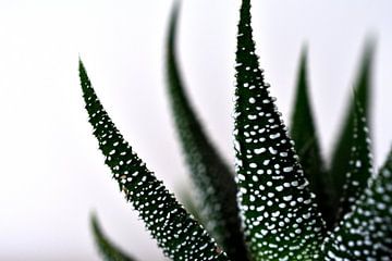 Aloe Aristata von Philipp Klassen