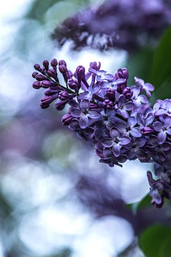 Purple Lilac