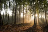 Mystiek bos met zonneharpen van Moetwil en van Dijk - Fotografie thumbnail