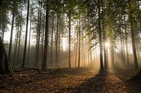 Wald der Solarharfen