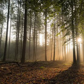 Wald der Solarharfen von Moetwil en van Dijk - Fotografie