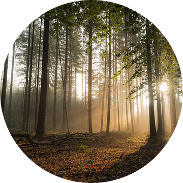 Mystiek bos met zonneharpen van Moetwil en van Dijk - Fotografie
