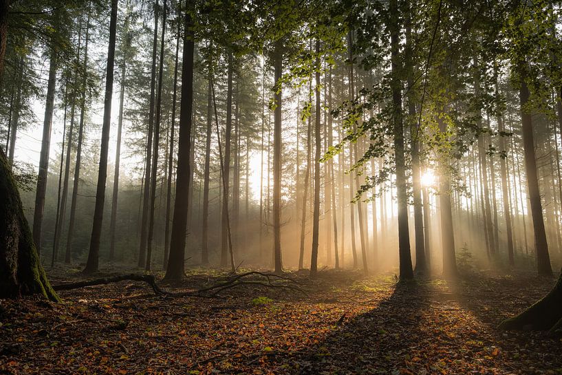 Mystiek bos met zonneharpen van Moetwil en van Dijk - Fotografie