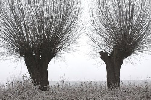 knotwilgen in vorst en mist