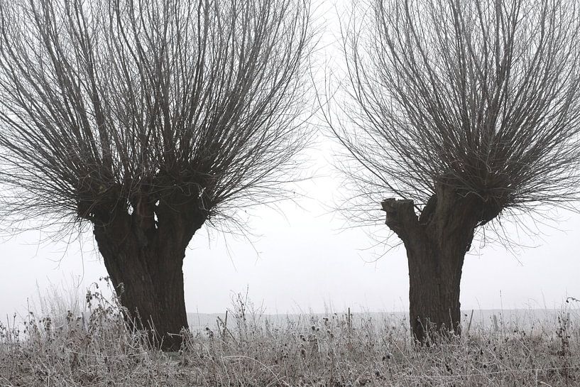 knotwilgen in vorst en mist van Karina Gebert