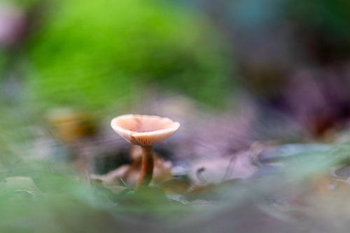 Pilz verschwommen und verträumt im Wald 3