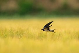 Barn swallow above a wheat field by Galerij van Gert-Jan van Veen