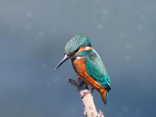 De ijsvogel, sprookjesachtig mooi!