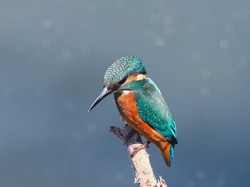 Le martin-pêcheur, une beauté de conte de fées ! par Marjon Woudboer