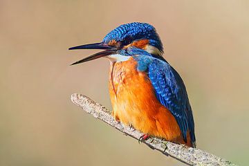 Kleurrijke ijsvogel zittend op een tak op een zonnige ochtend van Mario Plechaty Photography