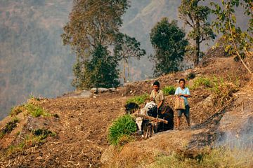 Arable farming in northern India by Natuurpracht   Kees Doornenbal