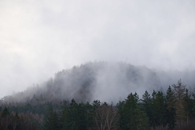 Forêt dans le brouillard dans les montagnes de l'Elbsandstein par Martin Köbsch
