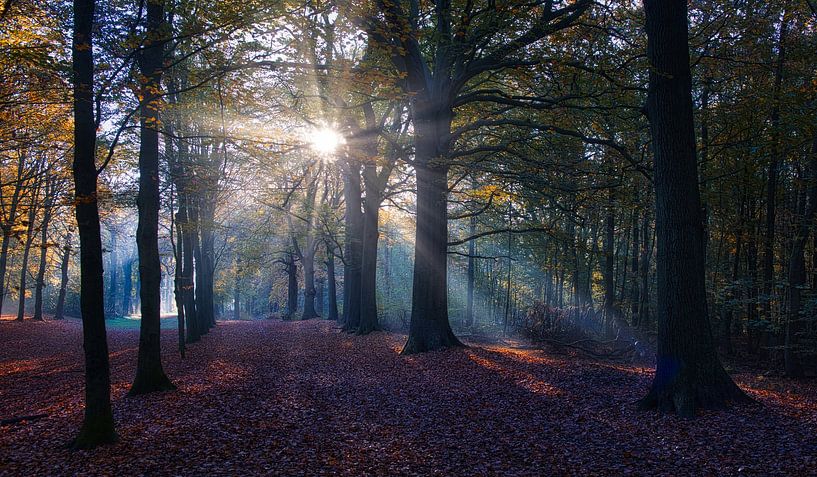 sunbeam show in heilooer forest by peterheinspictures