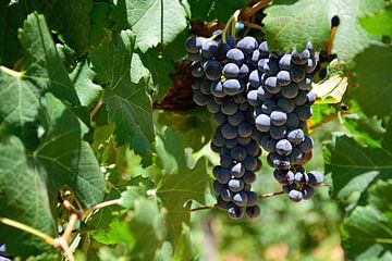 Merlot druiven van Frank's Awesome Travels