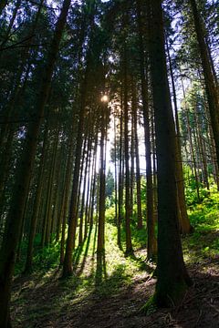 Hoge bomen in het bos met zonnestralen die erdoorheen schijnen in de herfst van adventure-photos