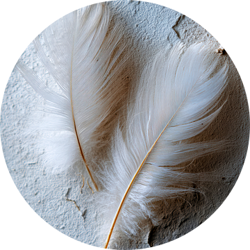 Twee veren op ruwe muur