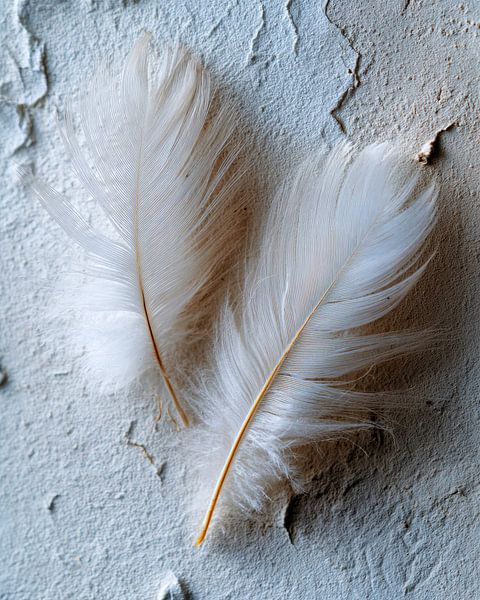 Two feathers on rough wall by Vlindertuin-Art