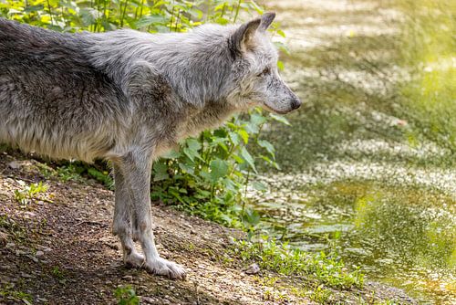 Wolf aan de Waterkant