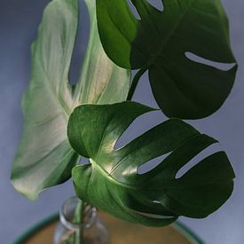 Plante botanique sur Wendy Bos