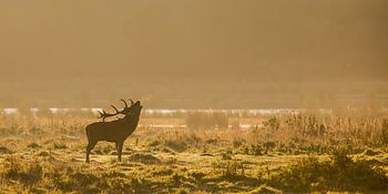 Edelhert in de opkomende zon