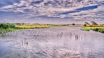 water catchment area Noordhollands dune reserve by eric van der eijk