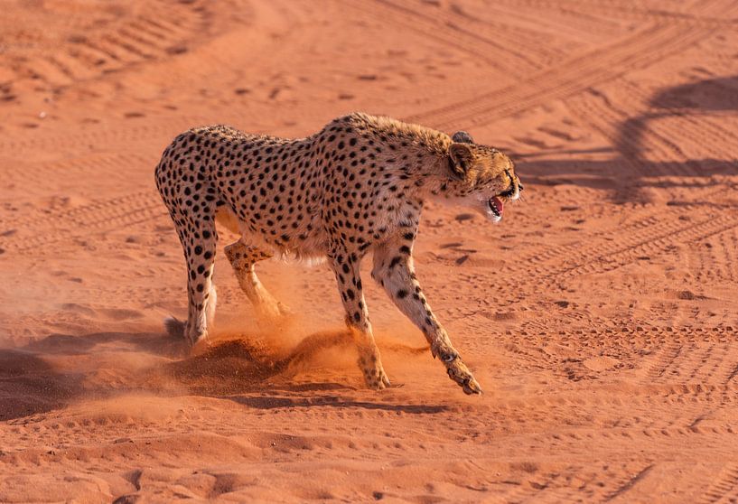 African cheetah attacks by Patrick Groß